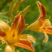 1185_8927_Hemerocallis_Frans_Hals_4.JPG