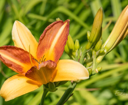 1185_8931_Hemerocallis_Frans_Hals_5.JPG