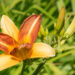 1185_8931_Hemerocallis_Frans_Hals_5.JPG