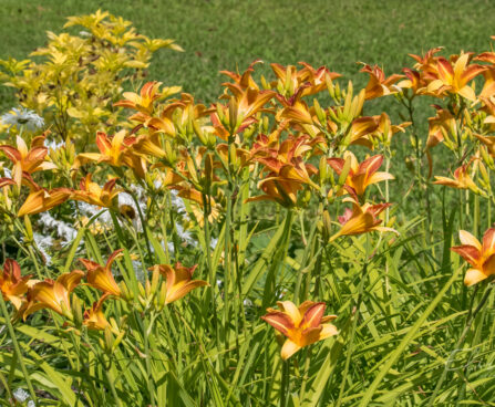 1185_8932_Hemerocallis_Frans_Hals_6.JPG