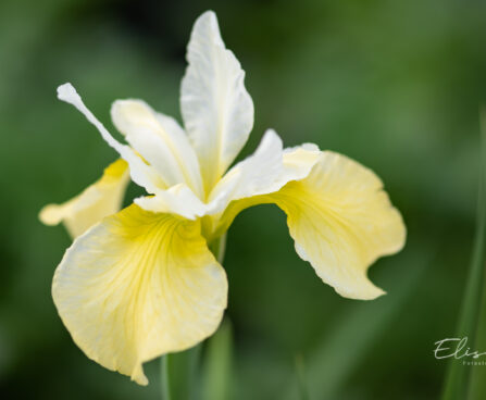 1204_10992_Iris_sibirica_Butter_and_Sugar__siberi_iiris.jpg