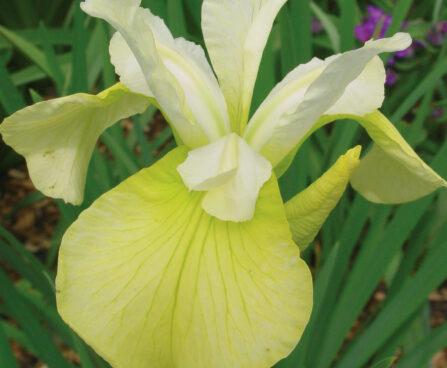 1204_9426_Iris_Butter_and_Sugar-3-D.jpg