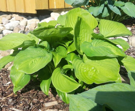 Hosta `Avocado` Riina Lohk