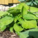 Hosta `Avocado` Riina Lohk