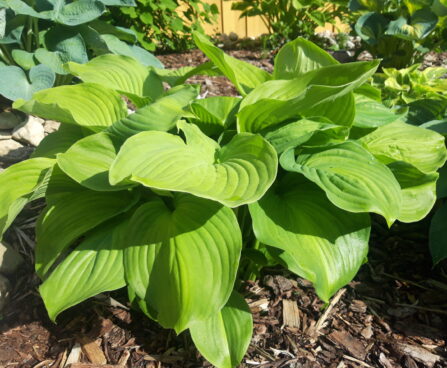 Hosta `Avocado`1 Riina Lohk