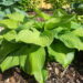 Hosta `Avocado`1 Riina Lohk