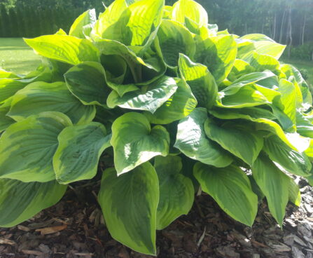Hosta `Fragrant Bouquet` Riina Lohk
