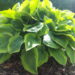 Hosta `Fragrant Bouquet` Riina Lohk