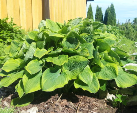 Hosta `Fragrant Bouquet`1 Riina Lohk