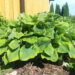 Hosta `Fragrant Bouquet`1 Riina Lohk