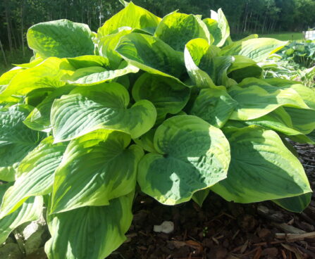 Hosta `Fragrant Bouquet`2 Riina Lohk