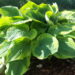 Hosta `Fragrant Bouquet`2 Riina Lohk
