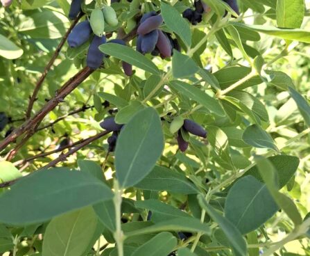 Lonicera kuslapuu Lisann Komp (2)
