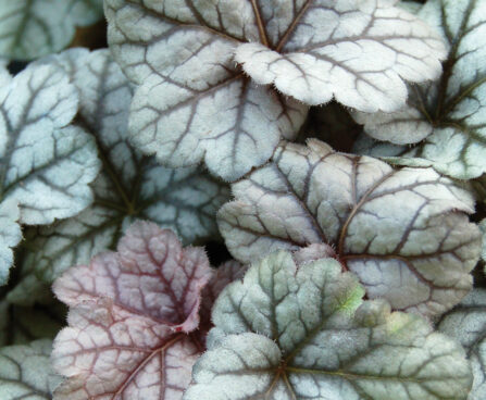 1241_10656_HEU_CinnabarSilver_449030_Heuchera_helmikpooris.jpg