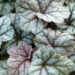 1241_10656_HEU_CinnabarSilver_449030_Heuchera_helmikpooris.jpg