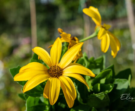 kuldkakar Osteospermum (1)