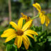 kuldkakar Osteospermum (1)