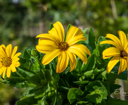kuldkakar Osteospermum (2)