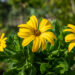 kuldkakar Osteospermum (2)