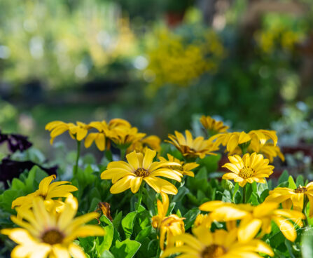 kuldkakar Osteospermum (3)