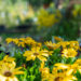 kuldkakar Osteospermum (3)