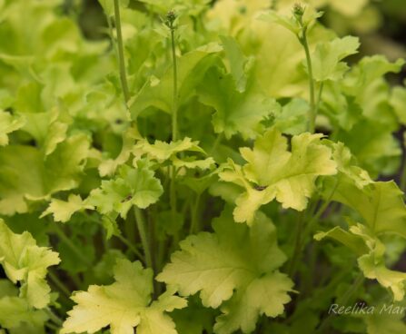 1242_8496_Heuchera_Lime_Marmalade_.JPG