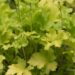 1242_8496_Heuchera_Lime_Marmalade_.JPG