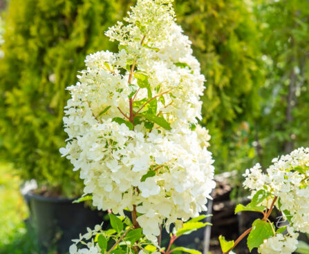 Hydrangea paniculata `Magical Moonlight` aed-hortensia (1)