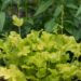 1242_8497_Heuchera_Lime_Marmalade__2.JPG