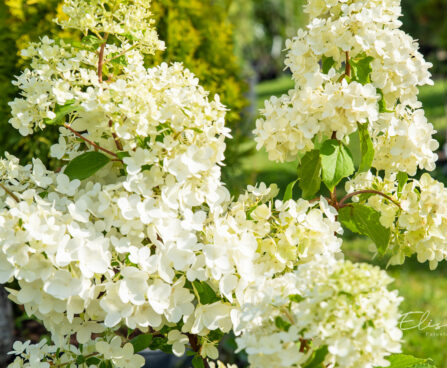 Hydrangea paniculata `Magical Moonlight` aed-hortensia (2)