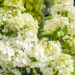 Hydrangea paniculata `Magical Moonlight` aed-hortensia (2)