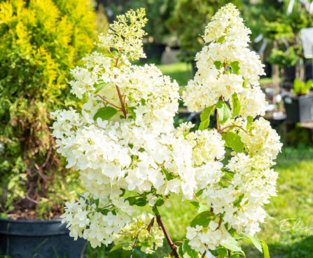Hydrangea paniculata `Magical Moonlight` aed-hortensia (3)