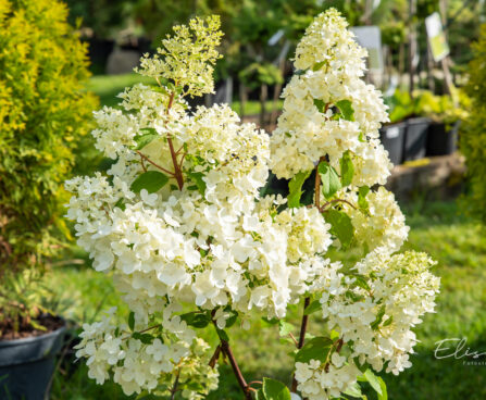 Hydrangea paniculata `Magical Moonlight` aed-hortensia (4)