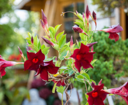 Mandevilla mandvill (2)
