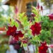 Mandevilla mandvill (2)