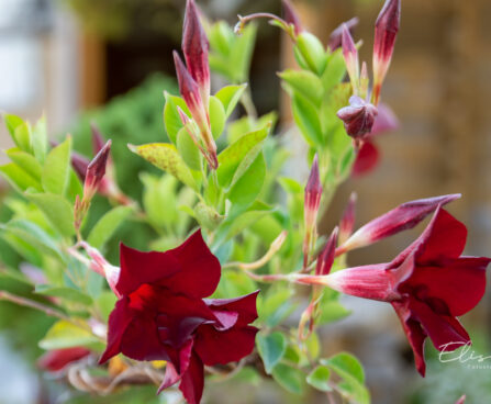 Mandevilla mandvill (1)