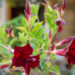 Mandevilla mandvill (1)