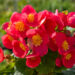 Begonia elatior Special Collection `Valentino Pink` roosbegoonia
