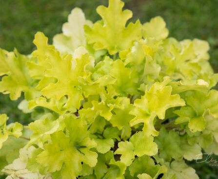 1242_8954_Heuchera_Lime_Marmalade__2.JPG