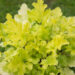 1242_8954_Heuchera_Lime_Marmalade__2.JPG