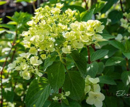 Hydrangea paniculata `Diamant Rouge` aed-hortensia
