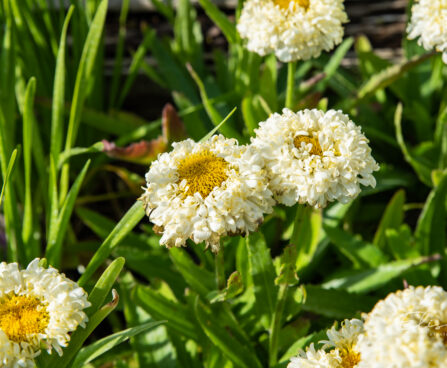 Leucanthemum x superbum `Luna` härjasilm (1)