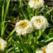 Leucanthemum x superbum `Luna` härjasilm (1)