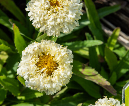 Leucanthemum x superbum `Luna` härjasilm (2)