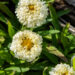 Leucanthemum x superbum `Luna` härjasilm (2)