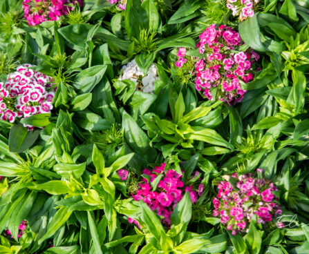 Dianthus barbatus habenelk (1)