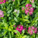 Dianthus barbatus habenelk (1)