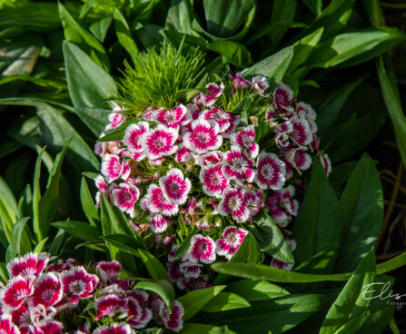 Dianthus barbatus habenelk (2)