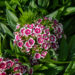 Dianthus barbatus habenelk (2)
