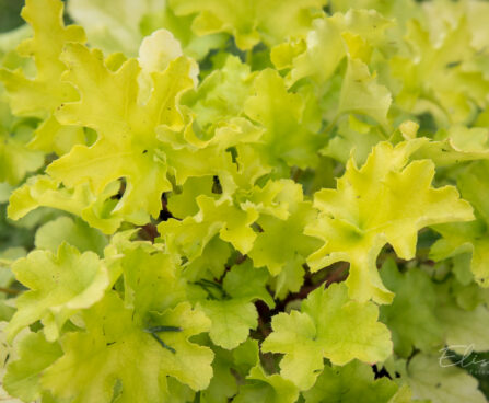 1242_8955_Heuchera_Lime_Marmalade__3.JPG